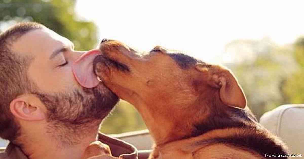 Vet explains reason dogs lick their owners' face and hands