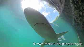 Im Video: Riesiger Hai im Hafen von Trieste unterwegs