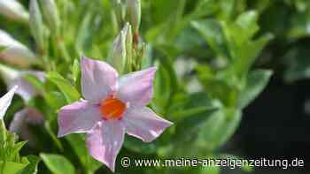 Dipladenia richtig pflegen – tropische Blüten den ganzen Sommer