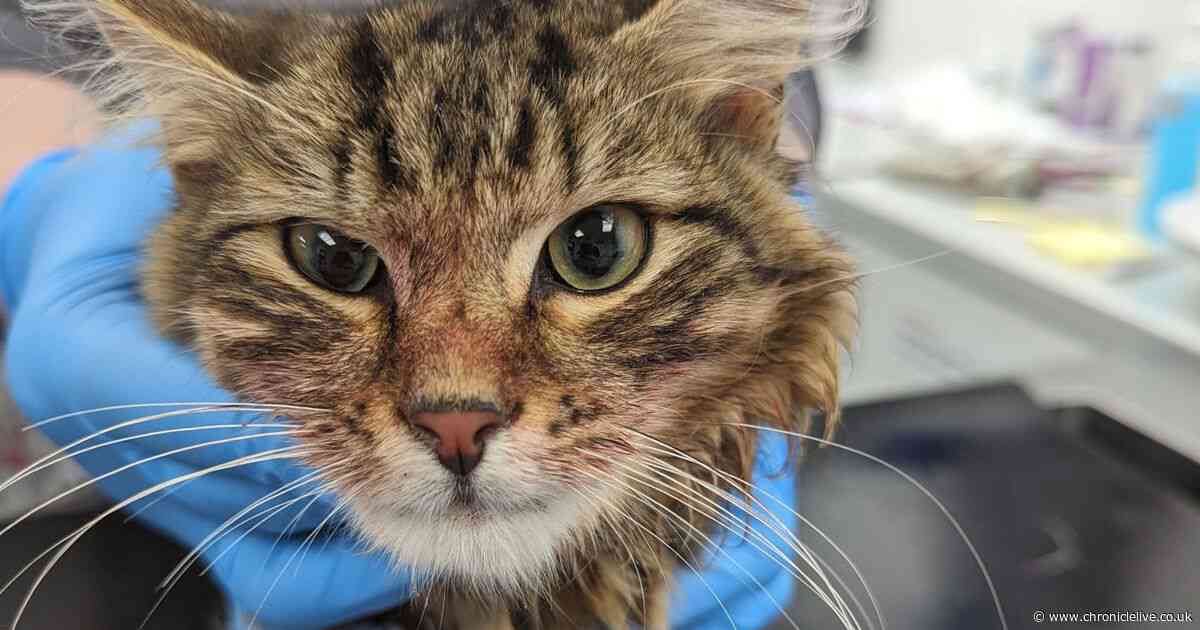 RSPCA release harrowing images after five dead animals found in Newcastle horror home
