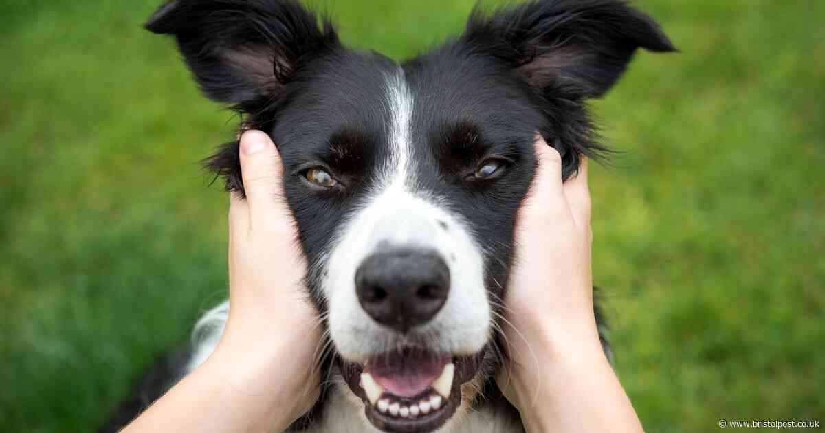 Owners of 17 dog breeds issued urgent plea with May 24 deadline