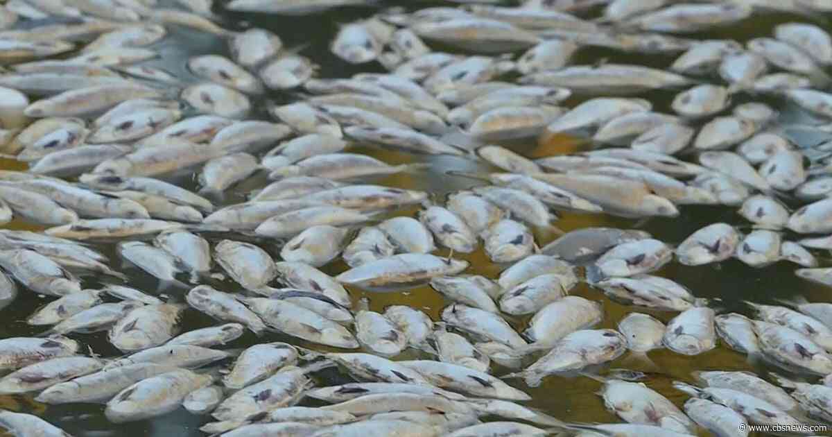Toxic algae killing sharks, rays, crabs: "Like a horror movie for fish"