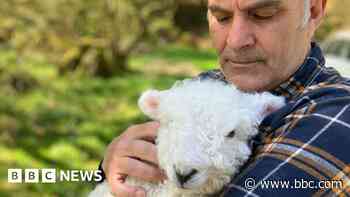 How an orphaned lamb changed estate agent's life