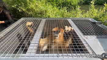 Three golden monkeys arrive by special convoy to new home at Belgian zoo