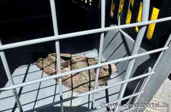 FW Dinslaken: Tierrettung in luftiger Höhe