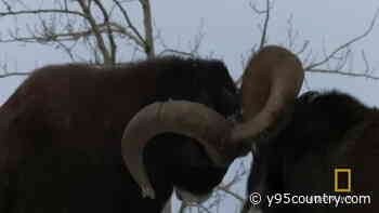 Experience Outdoor Thrills At The Wild Sheep Convention