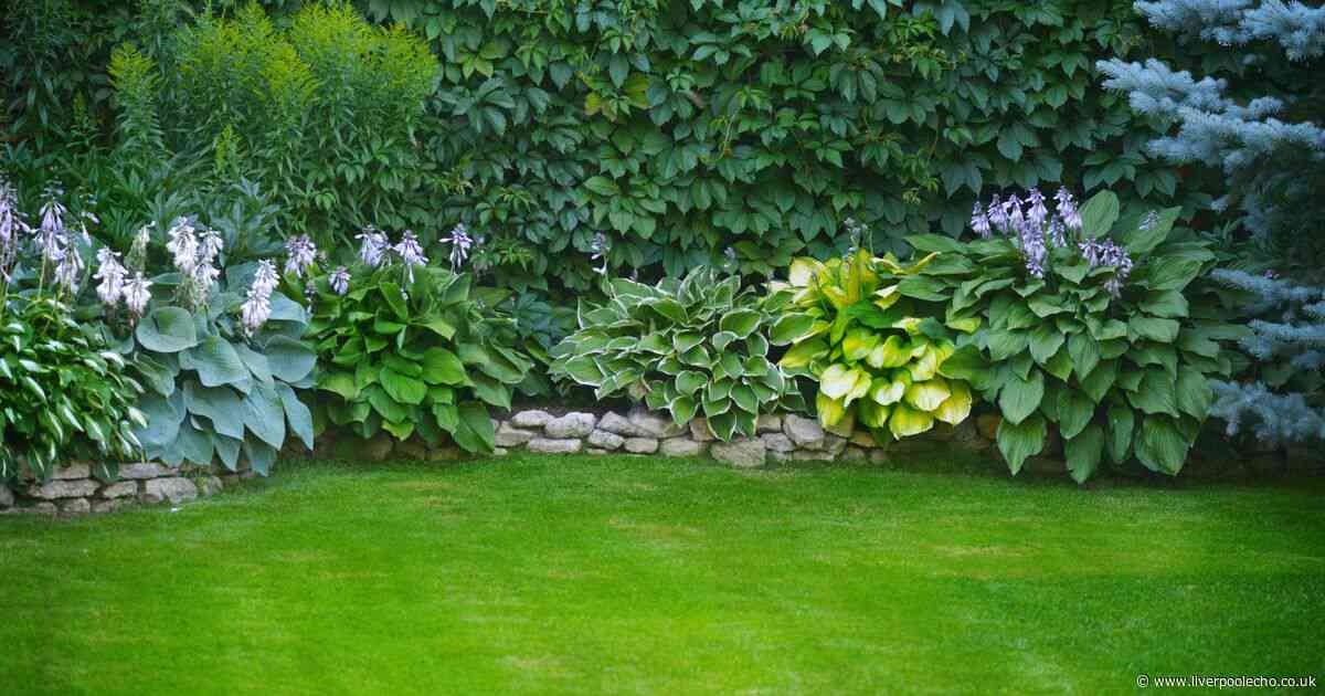 Two ways UK gardeners can disperse ant nests