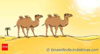 Optical Illusion: Only a genius can find the mistake in this desert camel picture!