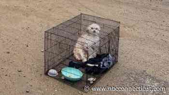 Dog found abandoned in Shelton needed to be euthanized: animal control