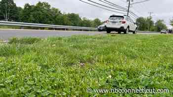 Turtle Transport: Reptiles get helping hand from Middletown business during nesting season