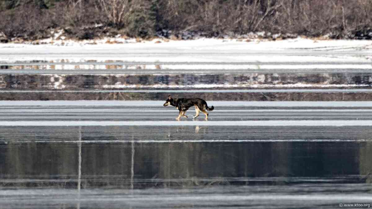 Juneau’s escaped German Shepherd has been captured and returned to her family