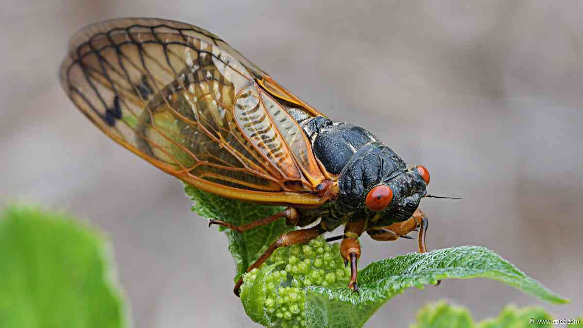 Brace Yourselves, Noisy Cicadas Are About to Invade These States