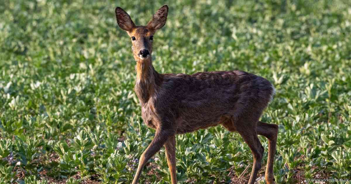 Two deer get stuck in York and North Yorkshire
