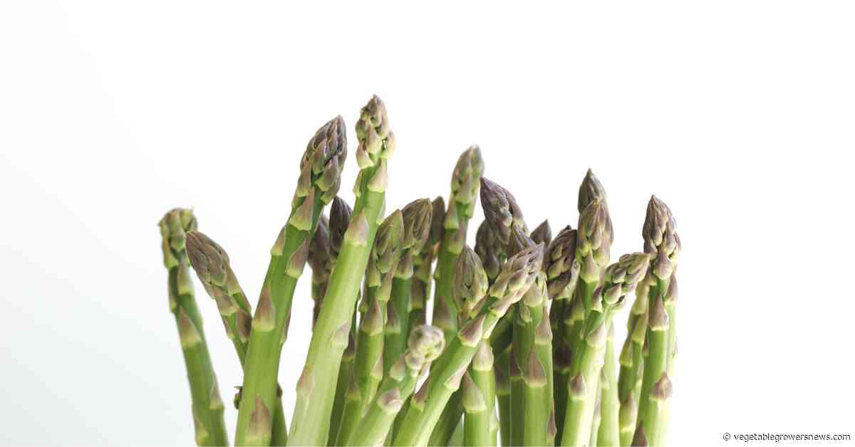 2025 Michigan asparagus season kicks off with promotions