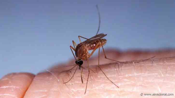El dengue, la gripe aviar y el oropuche: ¿Qué dijo la OPS sobre las enfermedades en América?