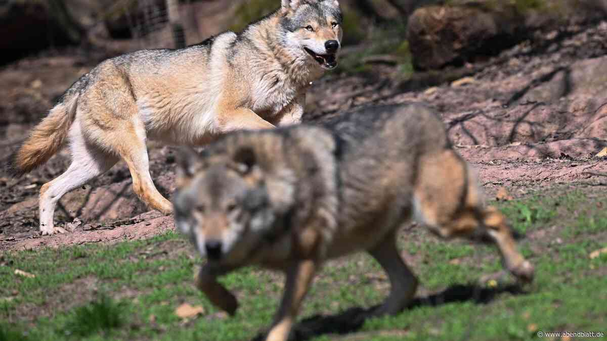 Experte warnt: Wölfe kommen Hamburger Stadtgrenze immer näher