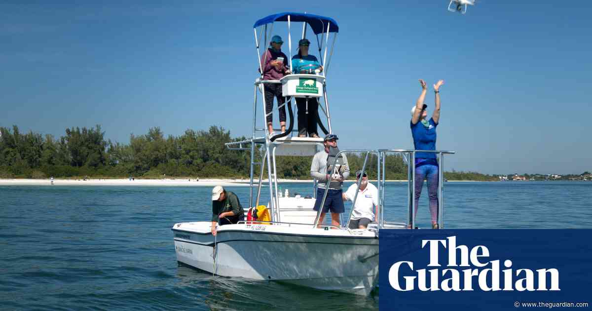 Dolphin whistle decoders win $100,000 interspecies communication prize
