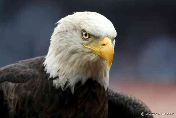 Bald eagle population sees sustained growth in Indiana