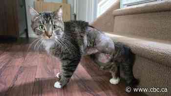 Edmonton six-legged cat on the mend after surgery