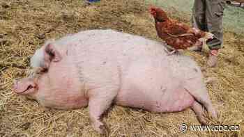 Emotional support pig gets emotional support chicken at B.C. wildlife sanctuary