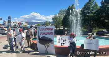 Support grows for B.C. ostriches facing cull after federal court upholds order