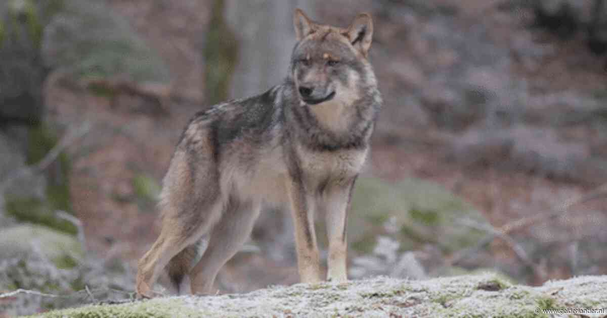 Nederlander vindt dat ‘probleemwolf’ mag worden doodgeschoten