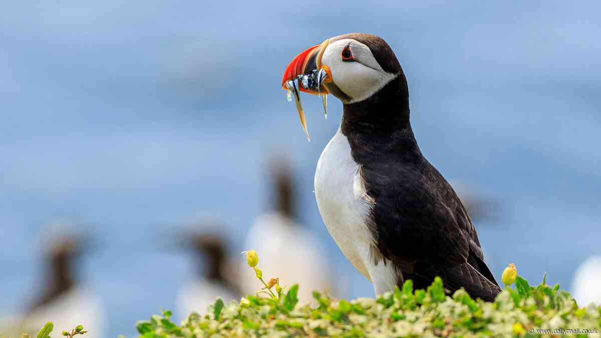 How super-rich conservation groups from the RSPB to the National Trust squeeze extra millions from taxpayers by pleading poverty: IAN COGHILL