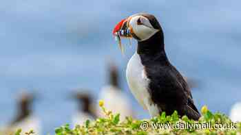 How super-rich conservation groups from the RSPB to the National Trust squeeze extra millions from taxpayers by pleading poverty: IAN COGHILL