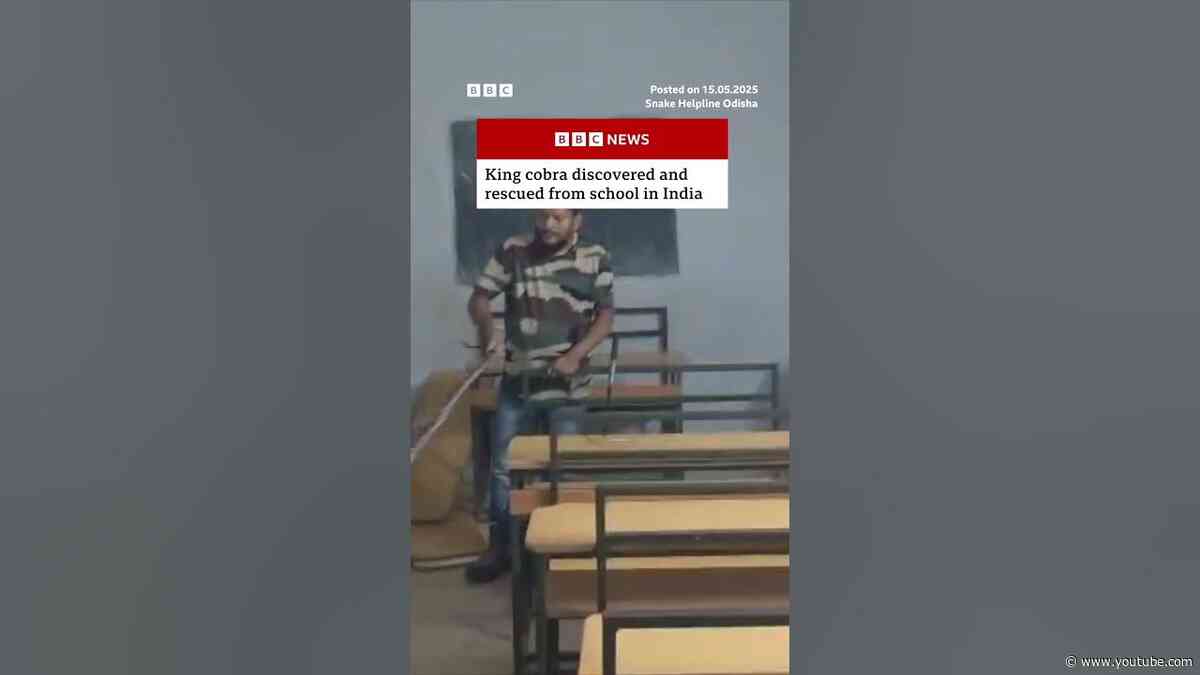 Moment king cobra rescued from school in India. #Snake #BBCNews
