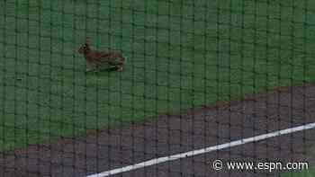 Furry, feathered and winged: Creatures run loose in stadiums