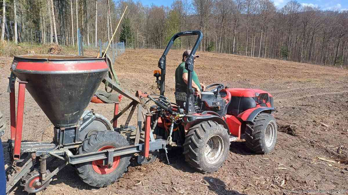350 Kilo Zukunft: Bei Bad Sachsa wächst der neue, robuste Harz