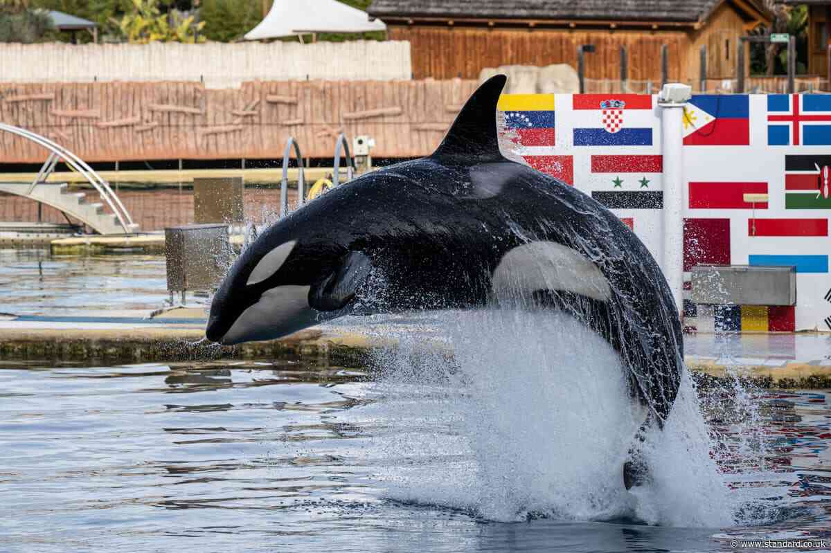 Killer whales left trapped in abandoned French marine park four months after closure
