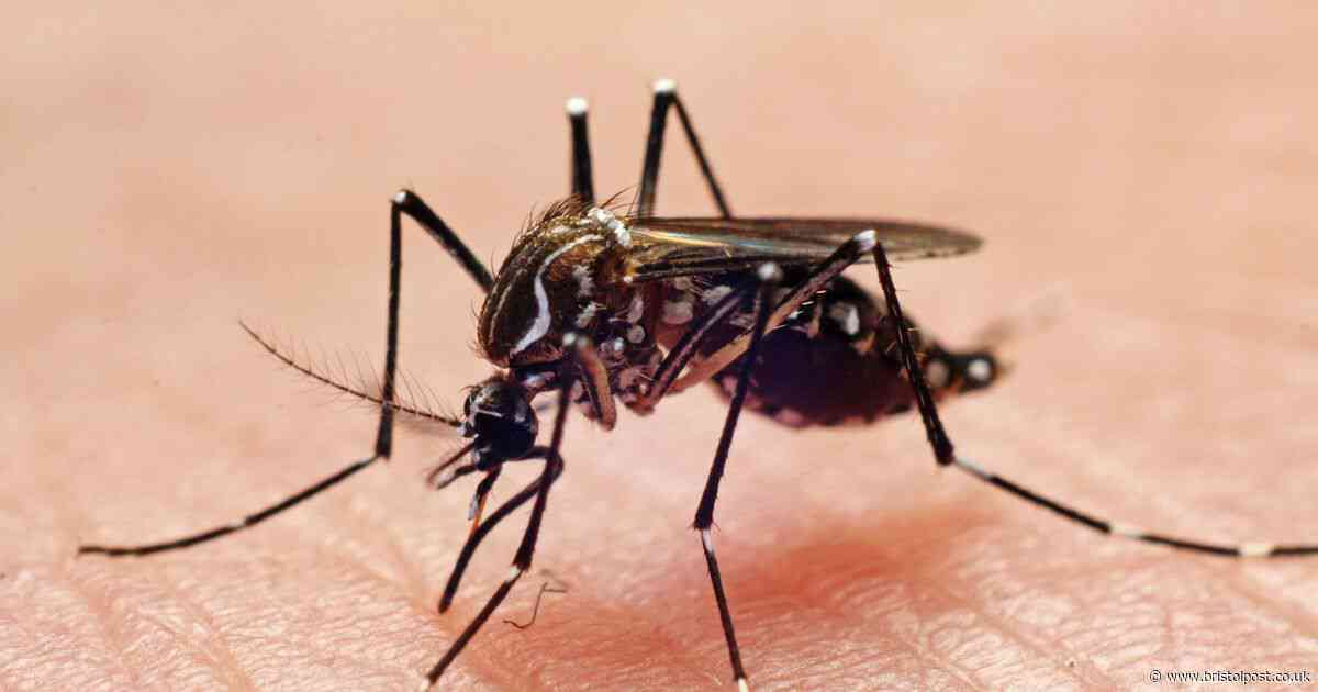 Nasty disease UK holidaymakers bring back soars 100 per cent and vaccine now approved