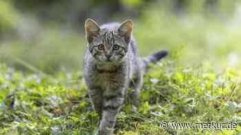 Vier klare Signale: Was uns Katzen damit sagen wollen