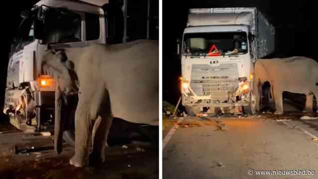 Hartverscheurend beeld: jonge olifant sterft onder vrachtwagen, moeder probeert haar nog vijf uur lang te redden