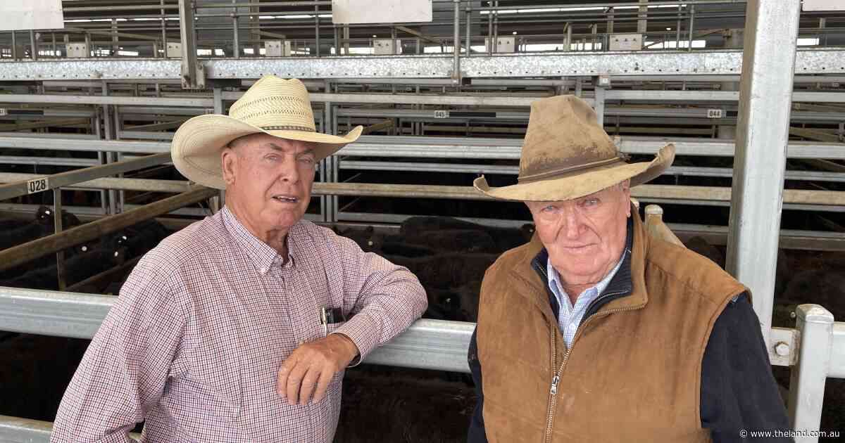 Numbers ease by 1596 at Tamworth, as lighter cattle sell for lower prices