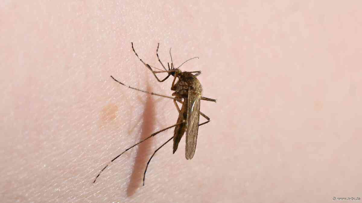 Tigermücke trotzt Entwicklung: Trockenheit bremst Stechmücken aus - zumindest bis zum Sommer