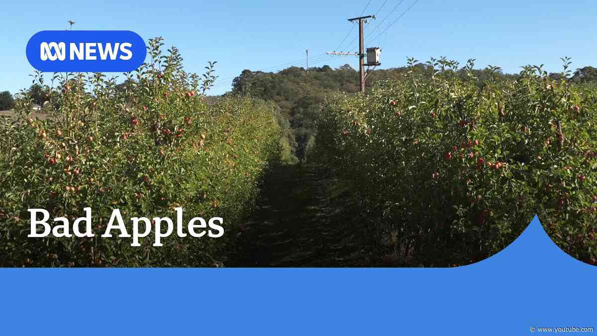 Adelaide Hills apple orchards damaged after SA power prune I ABC News