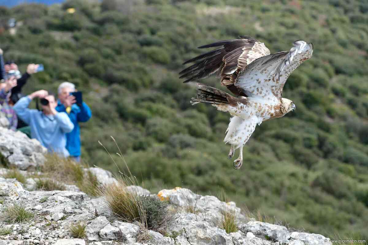 L’aigle qui était tombé sur la terrasse d’un restaurant d’Antibes a été relâché dans la nature