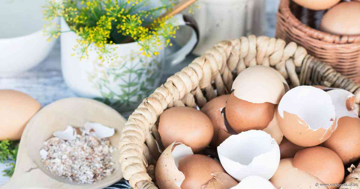 Expert shares egg and vinegar hack that will help plants thrive this spring