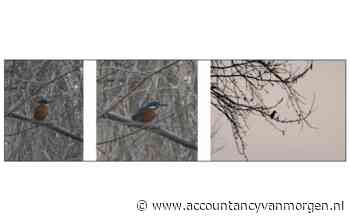 Kingfisher
