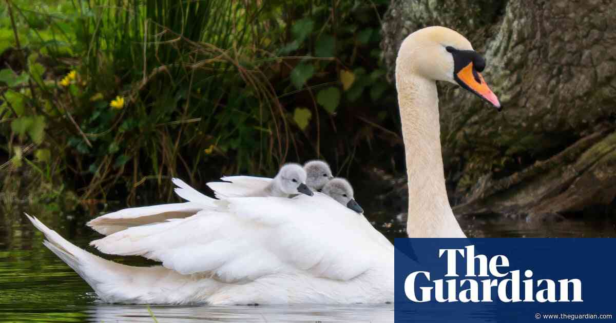 Week in wildlife: hitchhiking cygnets, a criminal duck and hopping hares