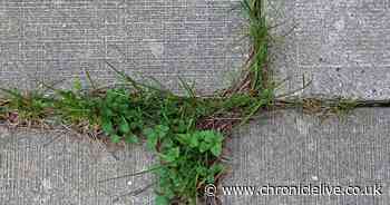 How to get rid of weeds from paving stones forever - and you can do it for free