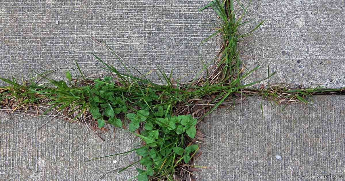 How to get rid of weeds from paving stones forever - and you can do it for free