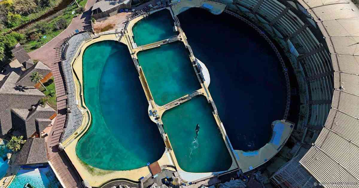 Hartverscheurend: twee orka’s en twaalf dolfijnen zwemmen al maanden doelloos rond in gesloten dolfinarium vol algen