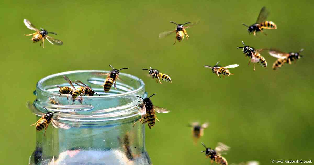 Keep wasps away from you and your garden by using this 22p kitchen item