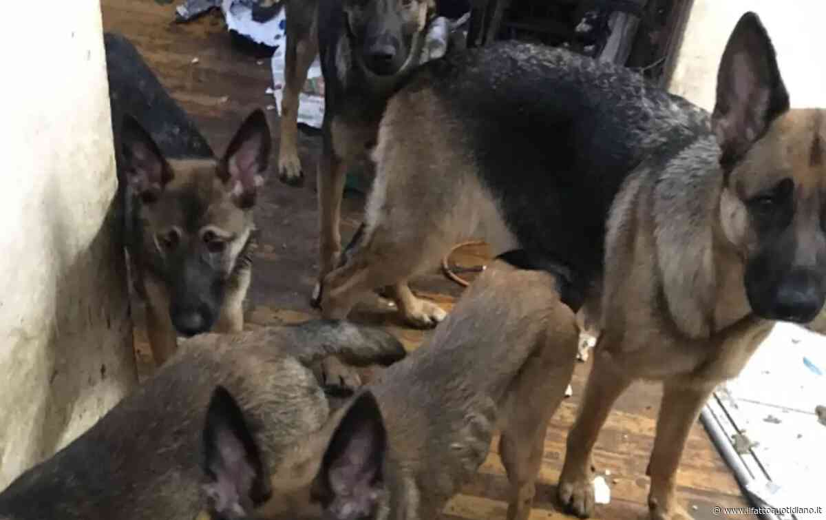 Chiusi da tutta la vita in un appartamento piccolo e sporco, 40 cani trovati in condizioni “inquietanti”: “Vivevano dentro gli armadi, in totale reclusione”