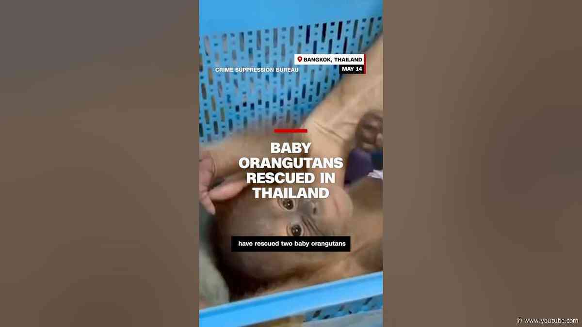 Baby orangutans rescued in Thailand