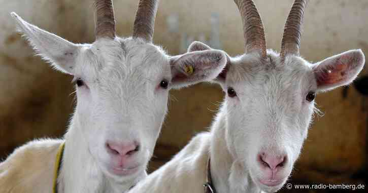 Rund 80 Tiere auf Hof im Landkreis Landsberg verendet