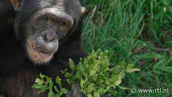 Onderzoek: chimpansees maken zichzelf schoon na poepen en seksen
